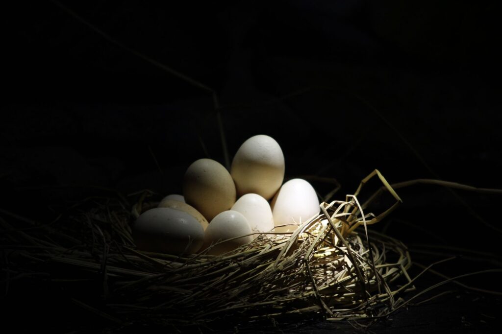 The 90-Day Egg Maturation Cycle: How Long it Really Takes to Improve Egg Quality Naturally